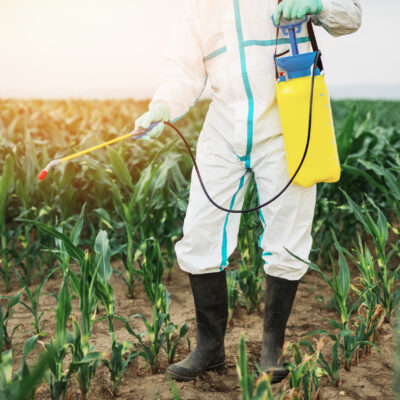Industrial agriculture theme. Man spraying toxic pesticides or insecticides on corn growing plantation.